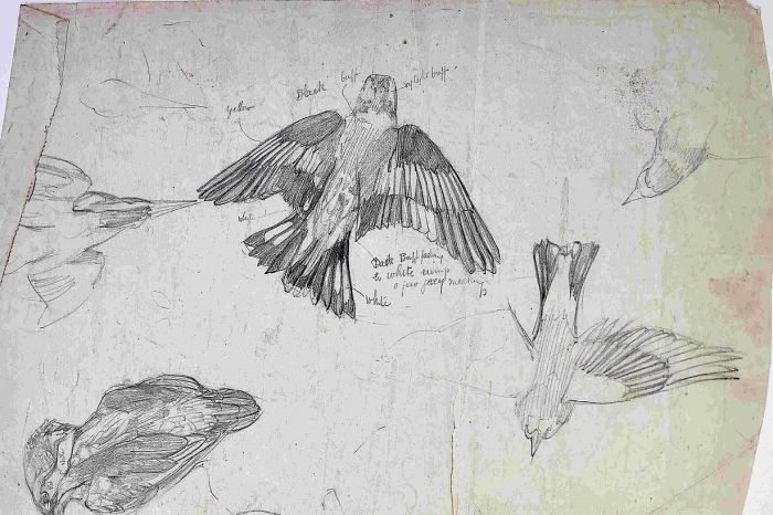 Bird sketches, Kesgrave Archive